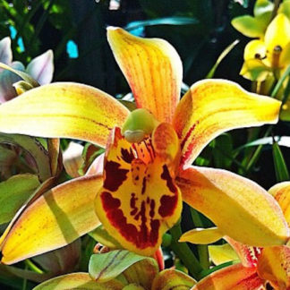 Cymbidium California Dreamin  Bold blooms, Easy to grow, warm tolerant.  NOT IN BLOOM/BUD WHEN SHIPPED