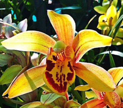 Cymbidium California Dreamin  Bold blooms, Easy to grow, warm tolerant.  NOT IN BLOOM/BUD WHEN SHIPPED