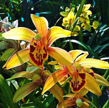 Cymbidium California Dreamin  Bold blooms, Easy to grow, warm tolerant.  NOT IN BLOOM/BUD WHEN SHIPPED - Image 2