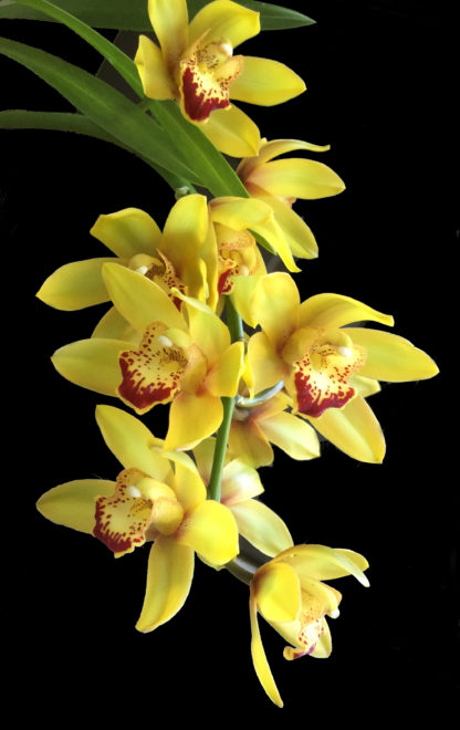 BEAUTY SOUND 'SCORPION'  Cymbidium yellow blooms deep red lip pendulous hanging flower spike EASY TO GROW (NOT IN BLOOM WHEN SHIPPED)