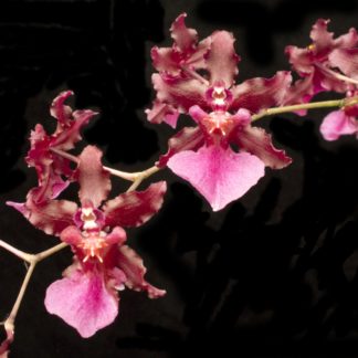Oncidium Sharry Baby  CHOCOLATE FRAGRANCE very popular, easy to grow and bloom! SEEDLING SIZE OFFERED.  NOT IN BLOOM/BUD WHEN SHIPPED