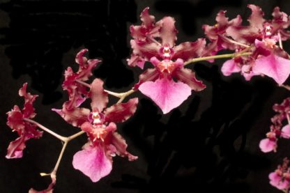 Oncidium Sharry Baby  CHOCOLATE FRAGRANCE very popular, easy to grow and bloom! SEEDLING SIZE OFFERED.  NOT IN BLOOM/BUD WHEN SHIPPED