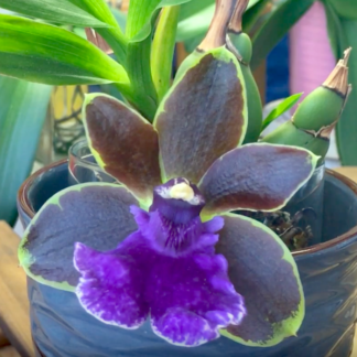 Zbst. Dragon Kitten 'Purr'  easy to grow fragrant cute orchid great for beginners (NOT in bud/bloom when shipped)