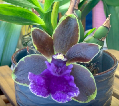 Zbst. Dragon Kitten 'Purr'  easy to grow fragrant cute orchid great for beginners (NOT in bud/bloom when shipped)