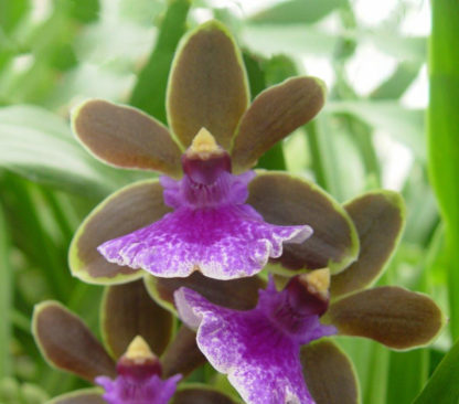Zbst. Dragon Kitten 'Purr'  easy to grow fragrant cute orchid great for beginners (NOT in bud/bloom when shipped) - Image 2