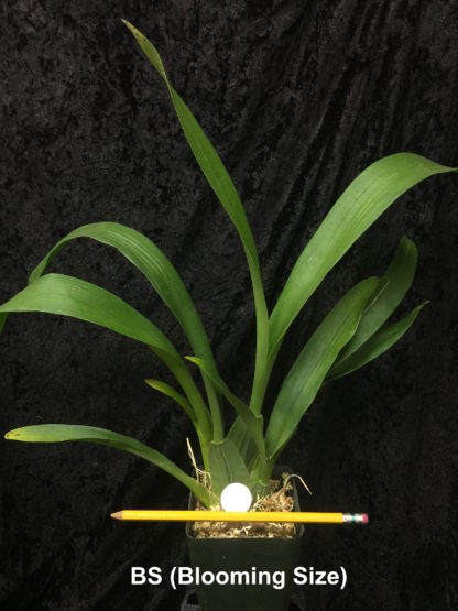 Oncidium Sharry Baby  CHOCOLATE FRAGRANCE very popular, easy to grow and bloom! SEEDLING SIZE OFFERED.  NOT IN BLOOM/BUD WHEN SHIPPED - Image 2