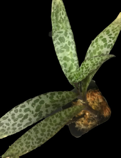 Silver Squill Leopard Lily  South African droughttolerant succulent extremely easy to grow, beautiful leaf patterns - Image 2