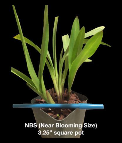 BEAUTY SOUND 'SCORPION'  Cymbidium yellow blooms deep red lip pendulous hanging flower spike EASY TO GROW (NOT IN BLOOM WHEN SHIPPED) - Image 3