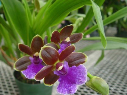 Zbst. Dragon Kitten 'Purr'  easy to grow fragrant cute orchid great for beginners (NOT in bud/bloom when shipped) - Image 3