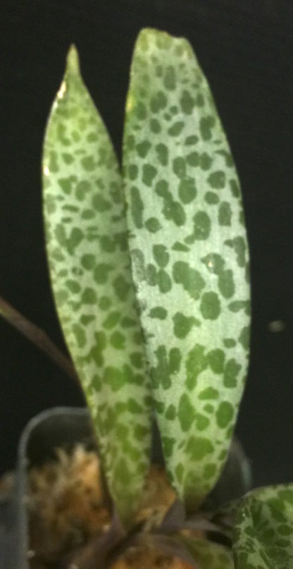 Silver Squill Leopard Lily  South African droughttolerant succulent extremely easy to grow, beautiful leaf patterns - Image 3