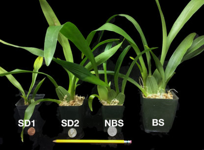 Oncidium Sharry Baby  CHOCOLATE FRAGRANCE very popular, easy to grow and bloom! SEEDLING SIZE OFFERED.  NOT IN BLOOM/BUD WHEN SHIPPED - Image 3