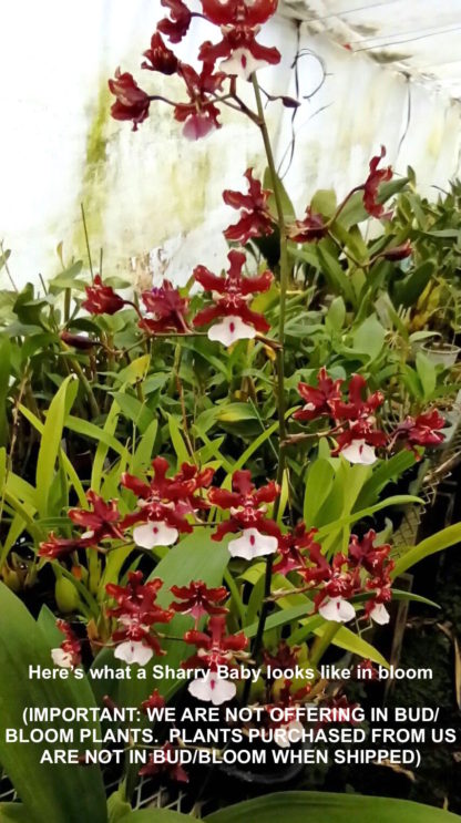 Oncidium Sharry Baby  CHOCOLATE FRAGRANCE very popular, easy to grow and bloom! SEEDLING SIZE OFFERED.  NOT IN BLOOM/BUD WHEN SHIPPED - Image 4