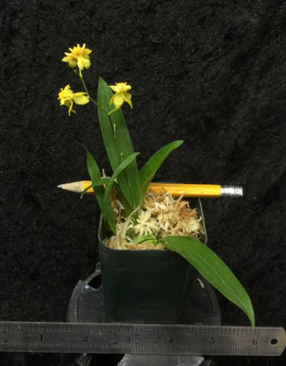 Onc. TWINKLE 'Yellow Bird'  FRAGRANT BLOOMS easy to grow and bloom! Miniature windowsillsize, cool and warm tolerant. Yellow flowered variety. NOT IN BLOOM/BUD WHEN SHIPPED - Image 3