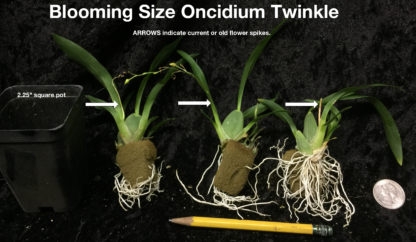 Onc. TWINKLE 'Yellow Bird'  FRAGRANT BLOOMS easy to grow and bloom! Miniature windowsillsize, cool and warm tolerant. Yellow flowered variety. NOT IN BLOOM/BUD WHEN SHIPPED - Image 4