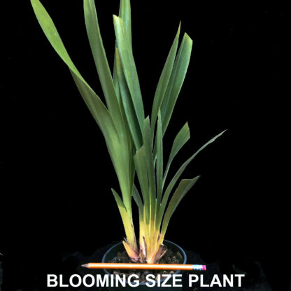 BEAUTY SOUND 'SCORPION'  Cymbidium yellow blooms deep red lip pendulous hanging flower spike EASY TO GROW (NOT IN BLOOM WHEN SHIPPED) - Image 4