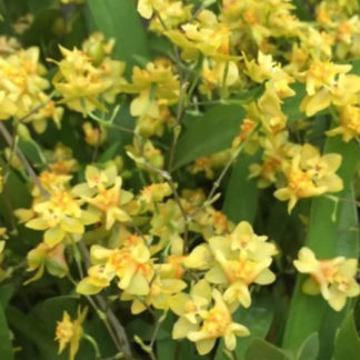Onc. TWINKLE 'Yellow Bird'  FRAGRANT BLOOMS easy to grow and bloom! Miniature windowsillsize, cool and warm tolerant. Yellow flowered variety. NOT IN BLOOM/BUD WHEN SHIPPED