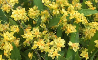 Onc. TWINKLE 'Yellow Bird'  FRAGRANT BLOOMS easy to grow and bloom! Miniature windowsillsize, cool and warm tolerant. Yellow flowered variety. NOT IN BLOOM/BUD WHEN SHIPPED