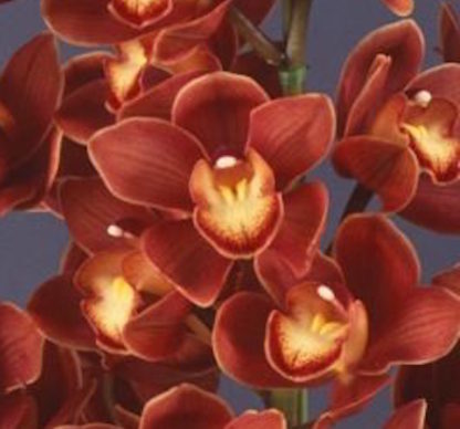 Cymbidium Koushu Mae  blooms red maroon flowers, exceptionally easy to grow, vigorous and hardy.  Compact grower, small footprint. (NOT IN BLOOM WHEN SHIPPED)