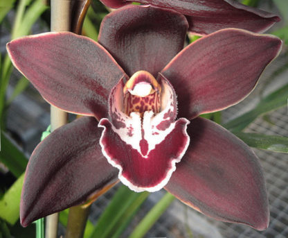 Cym Koushu Fire  exciting dark red maroon flower vigorous hardy topshelf Japanese breeding floriferous Cymbidium EASY TO GROW