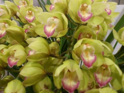 Cymbidium Enzan Olive ‘Emerald Feather’  blooms with tons of green flowers, exceptionally easy to grow and bloom, vigorous and hardy