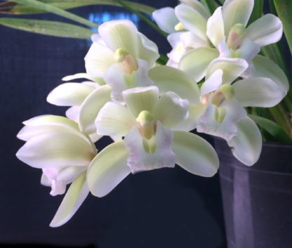 Cymbidium Sarah Jean 'Ice Cascade'  a topselling orchid of all time EASY to grow and BLOOM mildly FRAGRANT flowers excellent for beginners