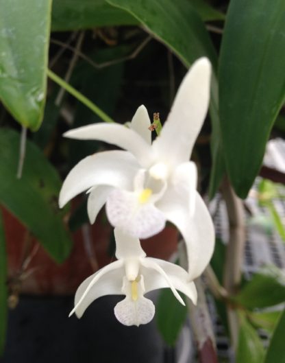 Dendrobium delicatum easy hardy robust Australian orchid fragrant white flowers