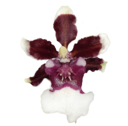 Onc. Heaven Scent 'Redolence'  FRAGRANT CHOCOLATESCENTED BLOOMS Easy to grow, windowsillsize, cool and warm tolerant.  NOT IN BLOOM/BUD WHEN SHIPPED
