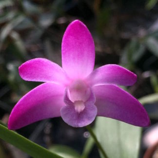 Dendrobium kingianum ‘Kobai’ big dark blooms fastgrowing easiest orchid ever (NOT in bud/bloom when shipped)