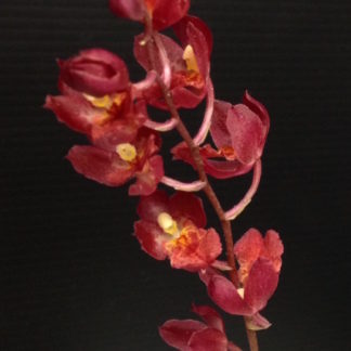 Hwra Lava Burst Pacific Sunrise 'Puanani'  super easy to grow and bloom, cute miniature orchid, mildly fragrant, red blooms, lots of fun! (NOT IN BLOOM/BUD WHEN SHIPPED)