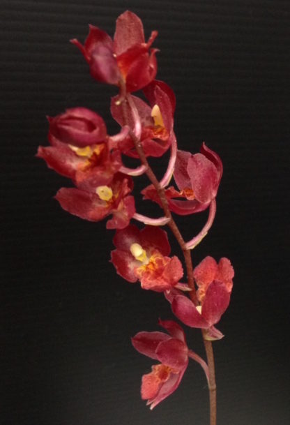 Hwra Lava Burst Pacific Sunrise 'Puanani'  super easy to grow and bloom, cute miniature orchid, mildly fragrant, red blooms, lots of fun! (NOT IN BLOOM/BUD WHEN SHIPPED)