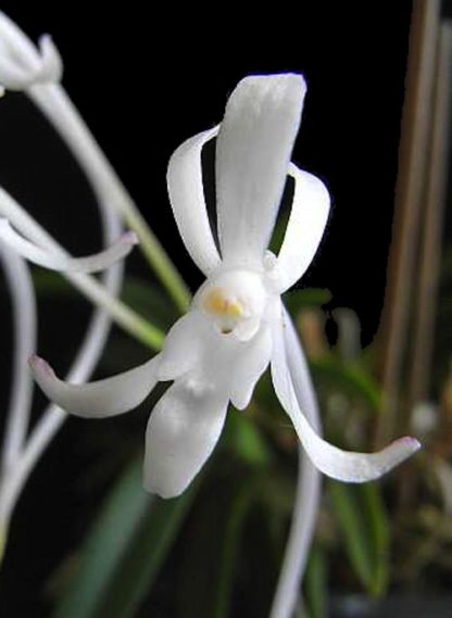 Neofinetia falcata  Samurai orchid from Japan fragrant blooms compact perfect for windowsill