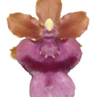 Onc. Pacific Sunrise 'Hakalau'  Easy to grow, cool and warm tolerant.  NOT IN BLOOM/BUD WHEN SHIPPED