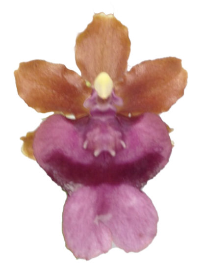 Onc. Pacific Sunrise 'Hakalau'  Easy to grow, cool and warm tolerant.  NOT IN BLOOM/BUD WHEN SHIPPED