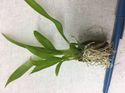 Onc. TWINKLE 'Fragrant Fantasy'  FRAGRANT BLOOMS easy to grow and bloom! Miniature windowsillsize, cool and warm tolerant. White flowered variety. NOT IN BLOOM/BUD WHEN SHIPPED - Image 3