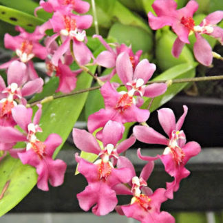 Onc. TWINKLE 'Pink Profusion'  FRAGRANT BLOOMS easy to grow and bloom! Miniature windowsillsize, cool and warm tolerant. Pink flowered variety. NOT IN BLOOM/BUD WHEN SHIPPED