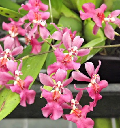Onc. TWINKLE 'Pink Profusion'  FRAGRANT BLOOMS easy to grow and bloom! Miniature windowsillsize, cool and warm tolerant. Pink flowered variety. NOT IN BLOOM/BUD WHEN SHIPPED