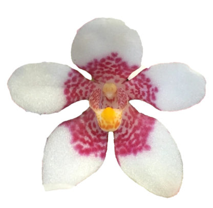 Sarcochilus Picotee  hardy Australian species easy to grow and bloom, fragrant flowers, compact plant(NOT in bud/bloom when shipped)