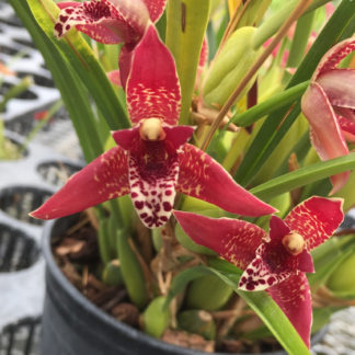 Coconut Pie Fragrance Orchid  Maxillaria Tenuifolia  Very Easy to Grow, one of our top three bestselling plants (NOT IN BLOOM WHEN SHIPPED)