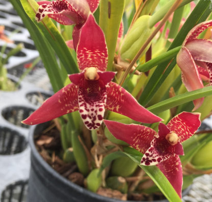 Coconut Pie Fragrance Orchid  Maxillaria Tenuifolia  Very Easy to Grow, one of our top three bestselling plants (NOT IN BLOOM WHEN SHIPPED)