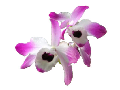 Dendrobium nobile important species from Asia, easy to grow and bloom, used in Chinese medicine (NOT in bud/bloom when shipped)