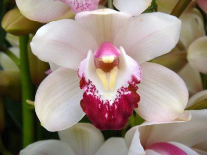 Cymbidium Street of Gold  fragrant blooms, compact warm growing, small footprint, easy hardy (NOT inbud/bloom when shipped)