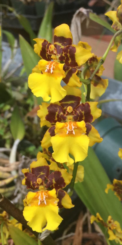 Onc. Golden Leopard  chocolate fragrant blooms easy to grow many flowers, giant inflorescence (NOT in bud/bloom when shipped) - Image 2