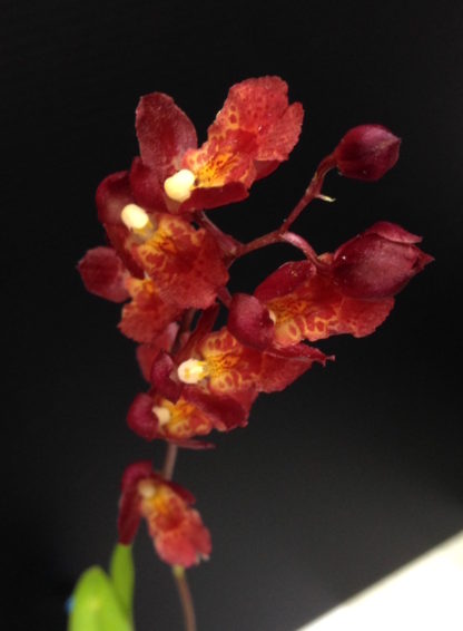 Hwra Lava Burst Pacific Sunrise 'Puanani'  super easy to grow and bloom, cute miniature orchid, mildly fragrant, red blooms, lots of fun! (NOT IN BLOOM/BUD WHEN SHIPPED) - Image 2