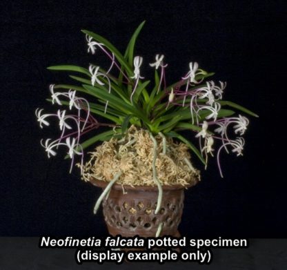 Neofinetia falcata  Samurai orchid from Japan fragrant blooms compact perfect for windowsill - Image 2