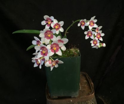 Sarcochilus Picotee  hardy Australian species easy to grow and bloom, fragrant flowers, compact plant(NOT in bud/bloom when shipped) - Image 2