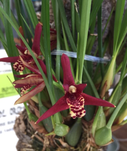 Coconut Pie Fragrance Orchid  Maxillaria Tenuifolia  Very Easy to Grow, one of our top three bestselling plants (NOT IN BLOOM WHEN SHIPPED) - Image 2