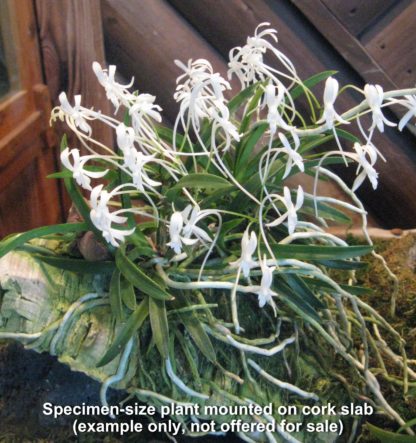 Neofinetia falcata  Samurai orchid from Japan fragrant blooms compact perfect for windowsill - Image 3