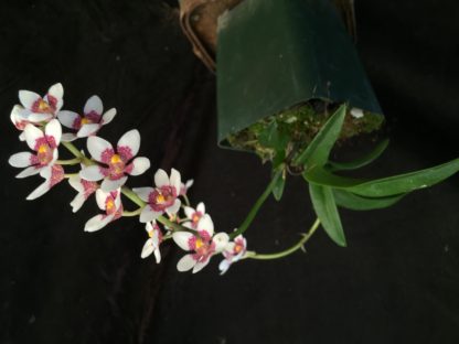 Sarcochilus Picotee  hardy Australian species easy to grow and bloom, fragrant flowers, compact plant(NOT in bud/bloom when shipped) - Image 3