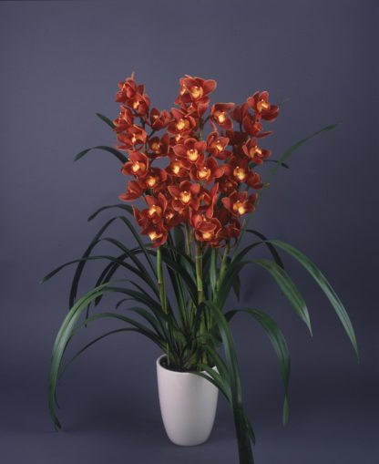 Cymbidium Koushu Mae  blooms red maroon flowers, exceptionally easy to grow, vigorous and hardy.  Compact grower, small footprint. (NOT IN BLOOM WHEN SHIPPED) - Image 2