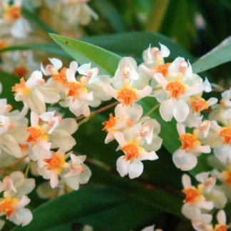 Onc. TWINKLE 'Fragrant Fantasy'  FRAGRANT BLOOMS easy to grow and bloom! Miniature windowsillsize, cool and warm tolerant. White flowered variety. NOT IN BLOOM/BUD WHEN SHIPPED